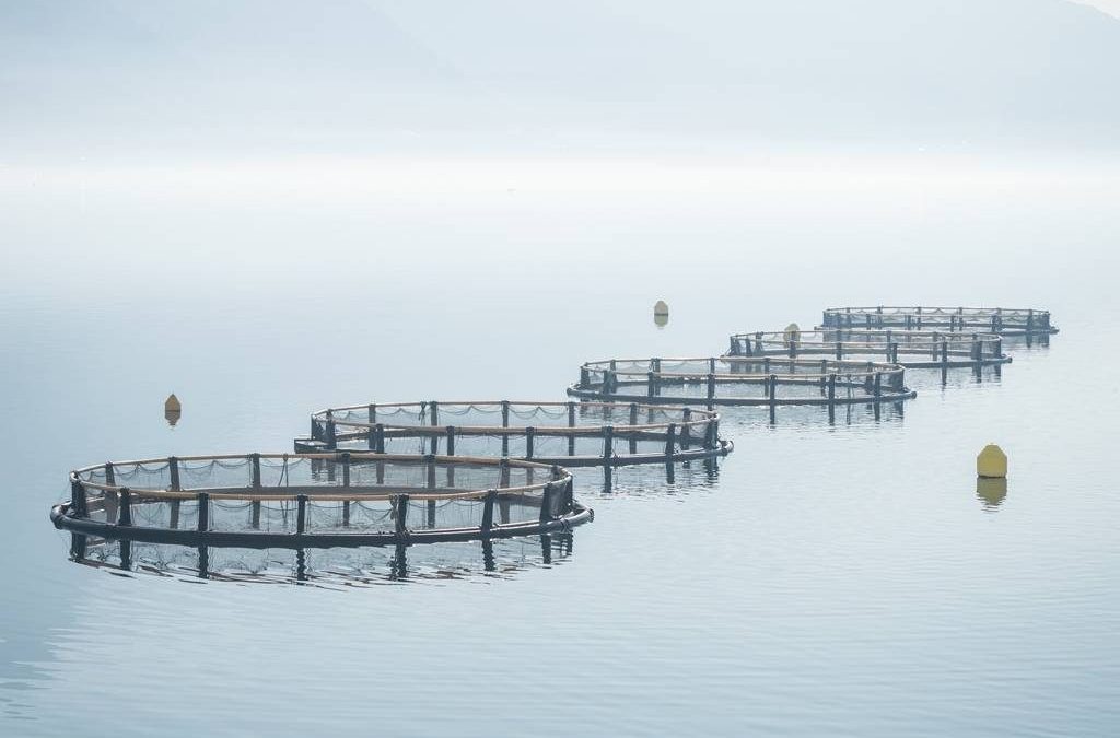 Barramundi: Ikan Laut yang Lezat dan Bergizi