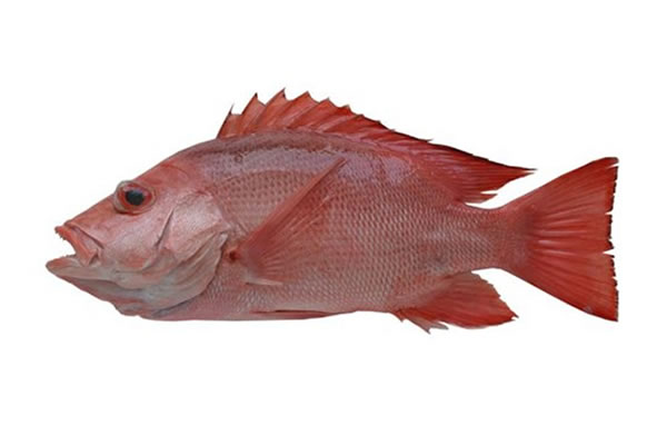 red_snaper1